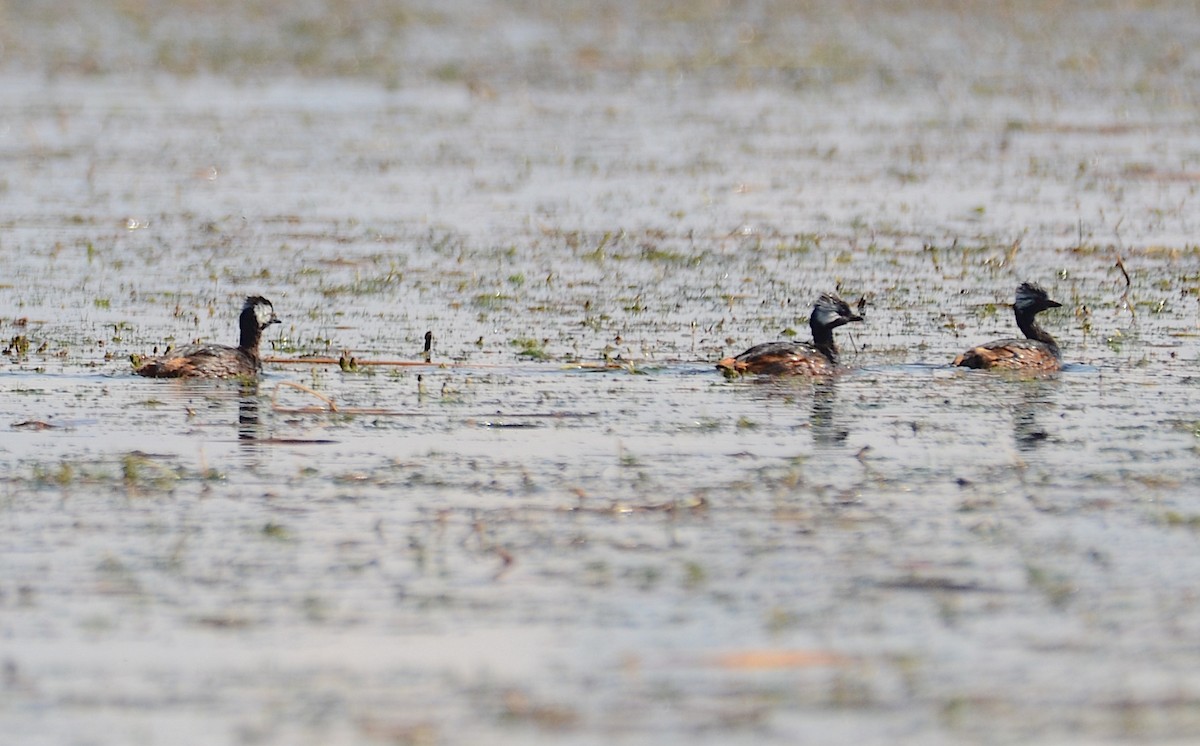 White-tufted Grebe - ML618516369