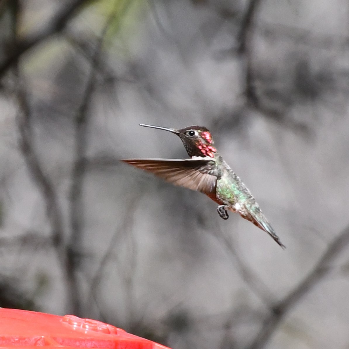 Anna's Hummingbird - Joshua Erdman