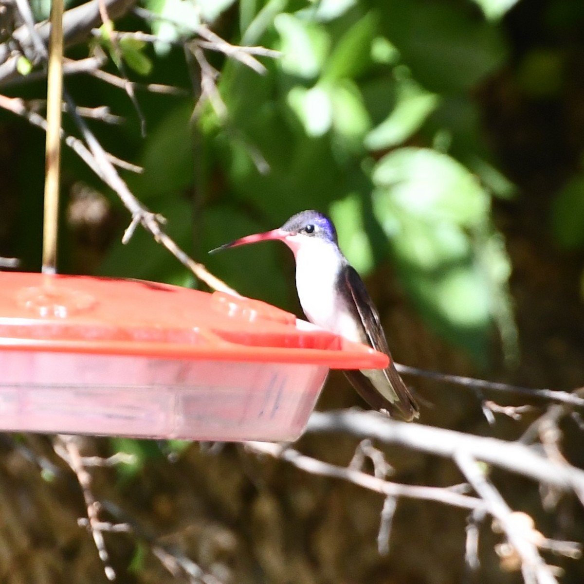 Violet-crowned Hummingbird - Joshua Erdman