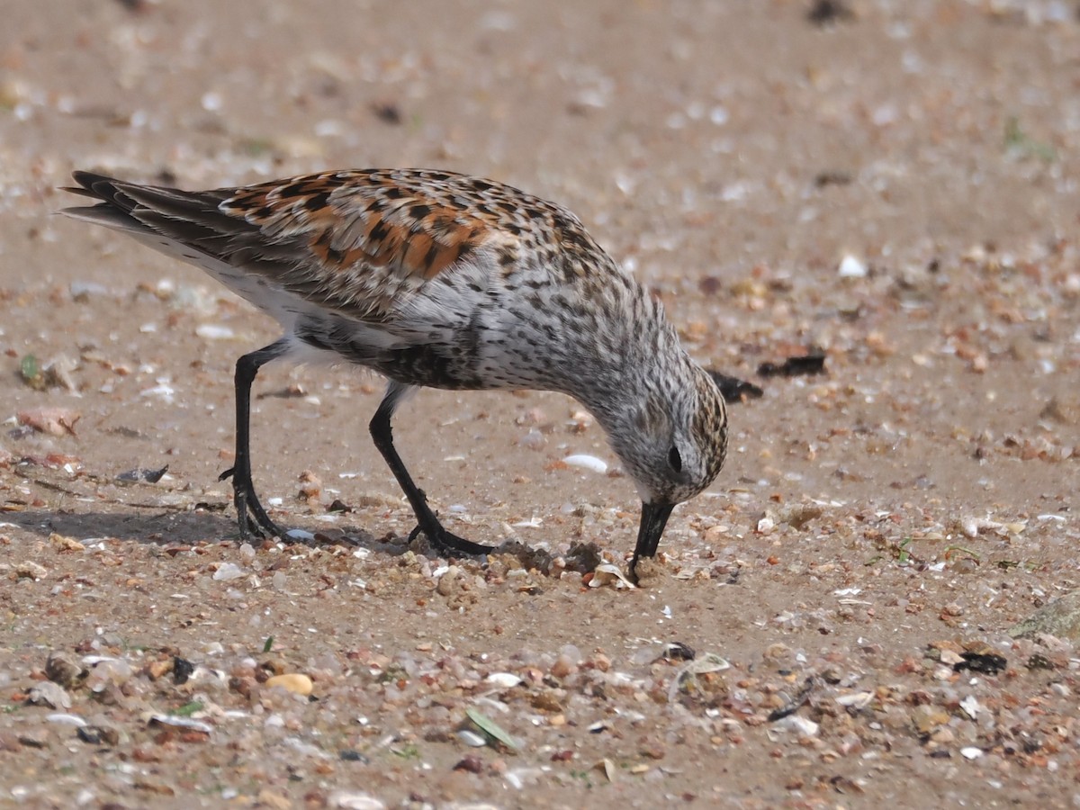 Dunlin - ML618516495