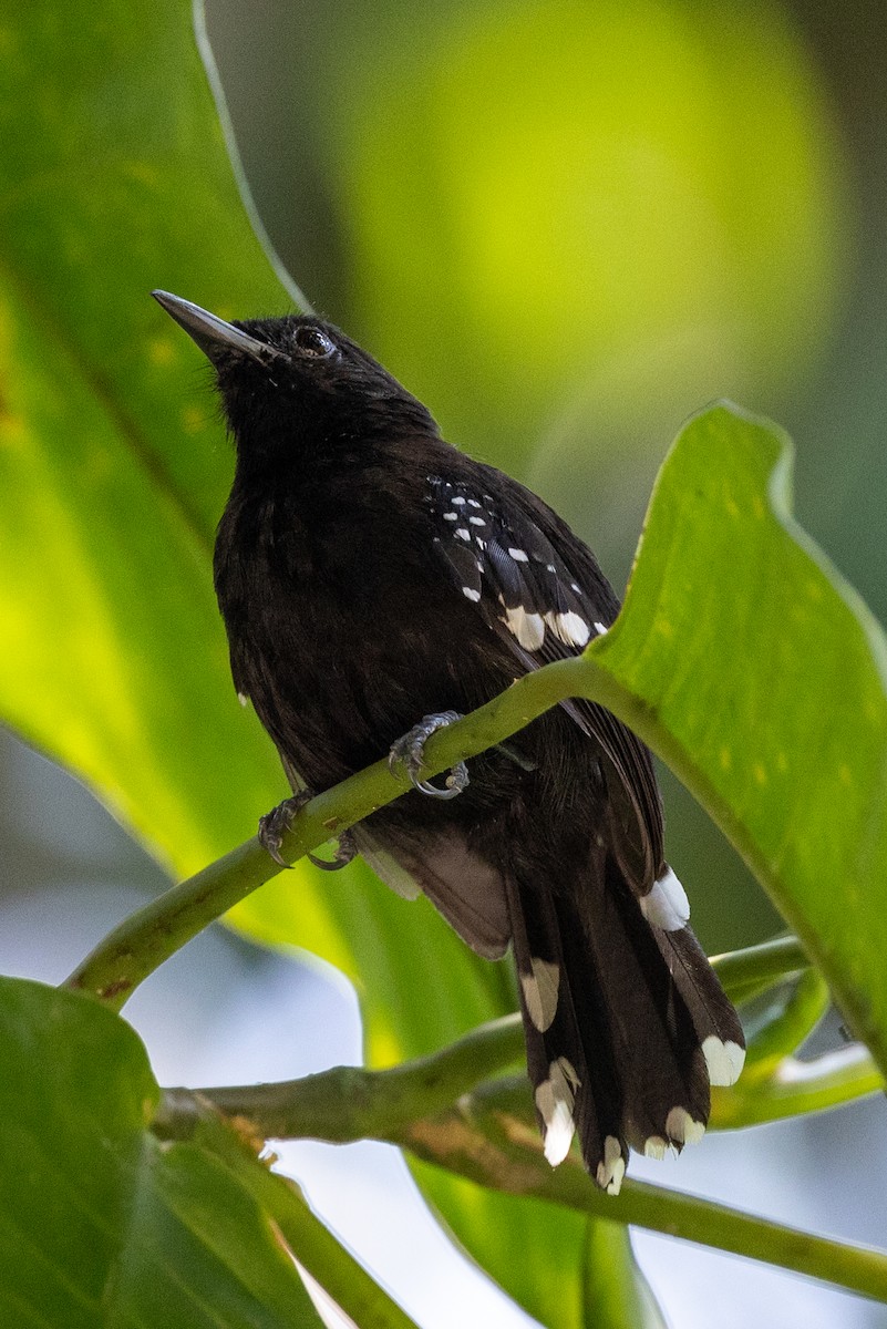 Dot-winged Antwren - Lutz Duerselen