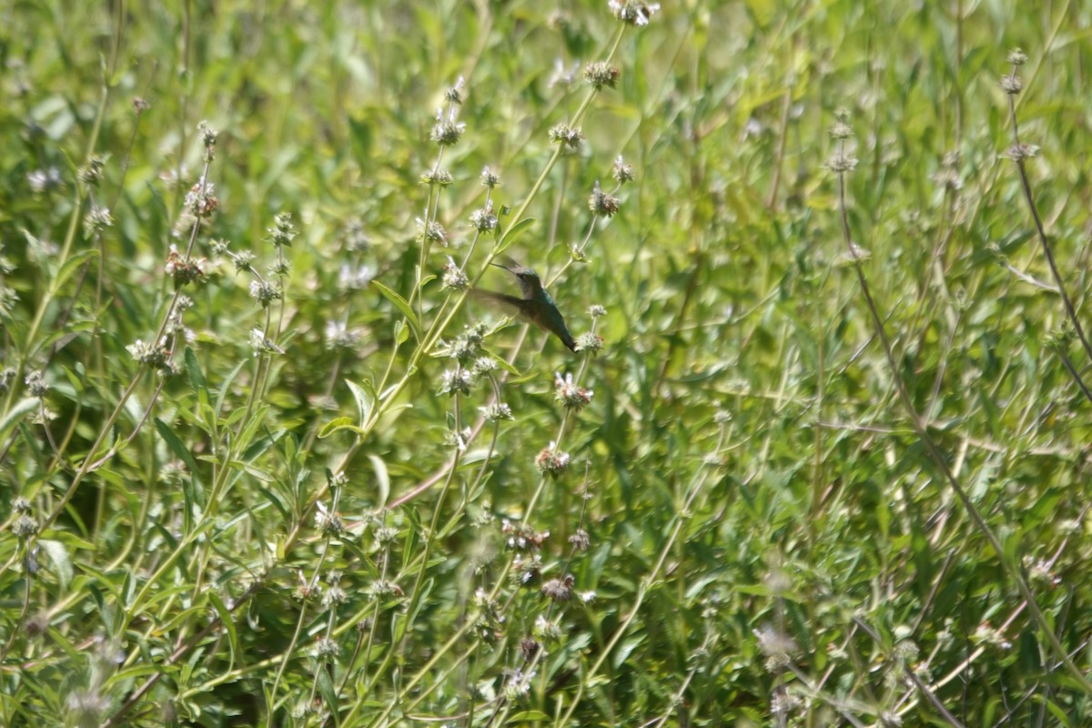 Calliope Hummingbird - Erica Rutherford/ John Colbert