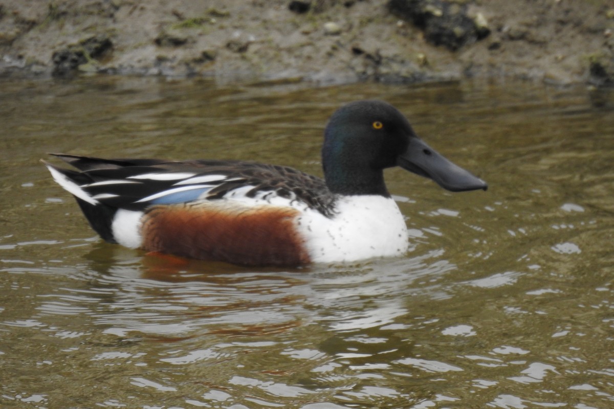 Northern Shoveler - JC Clancy