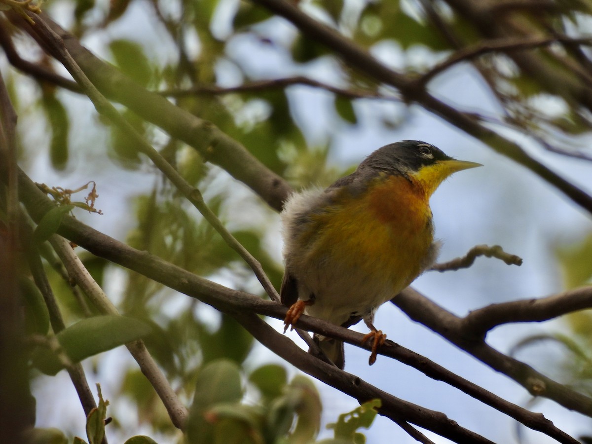 Parula Norteña x Pitiayumí (híbrido) - ML618516547