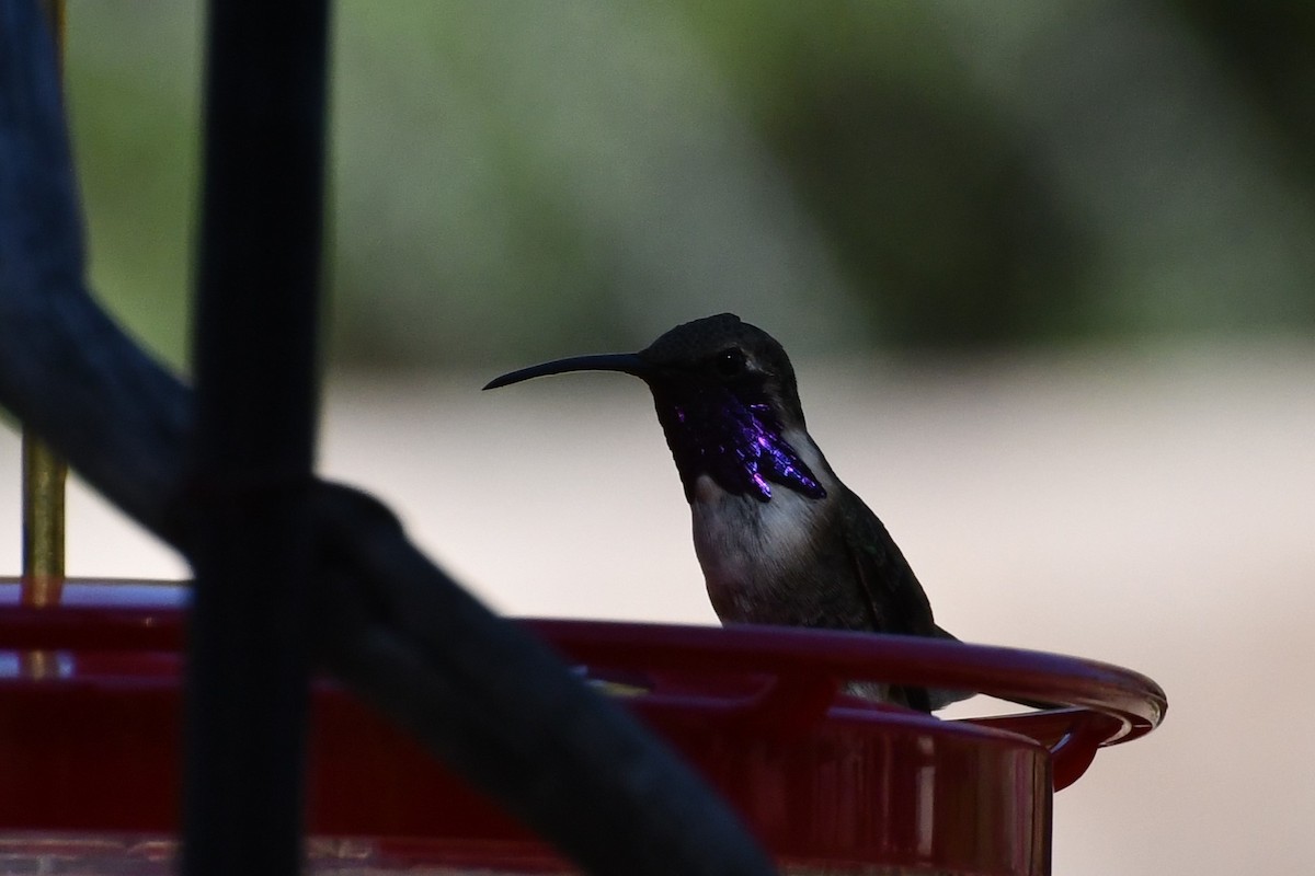 Lucifer Hummingbird - Joshua Erdman