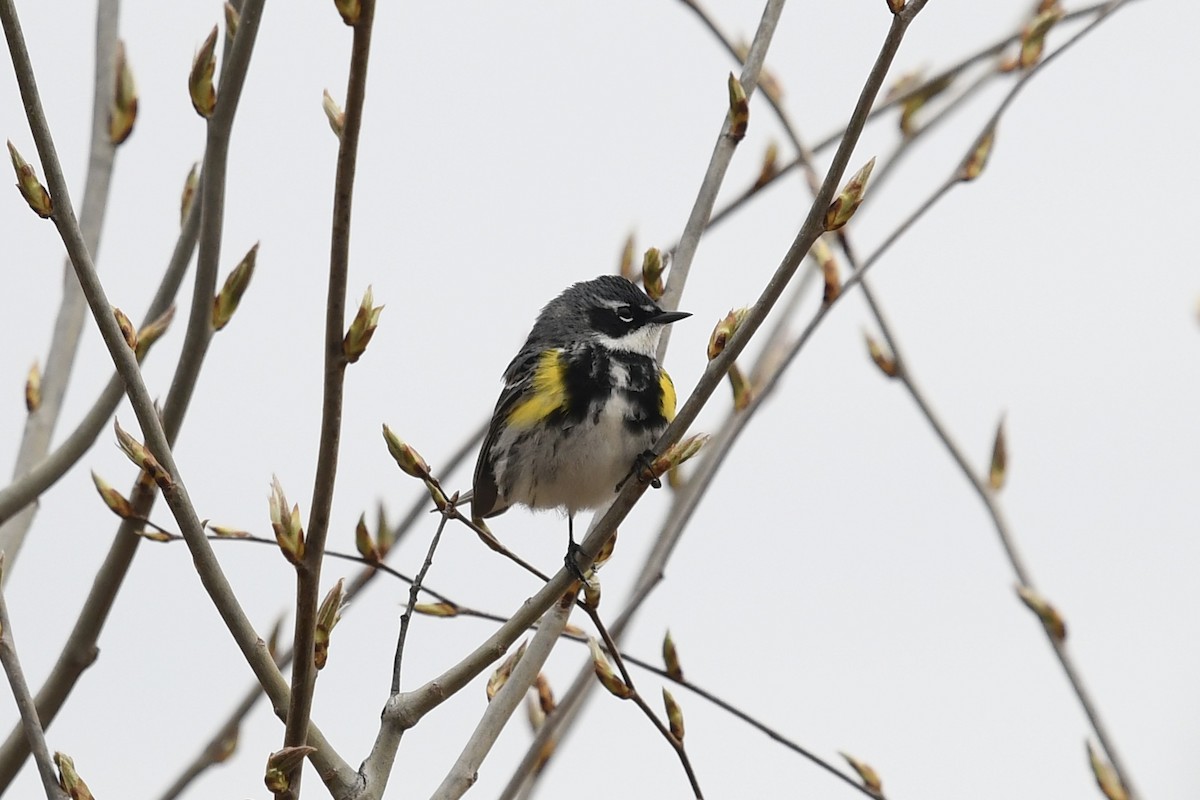 Yellow-rumped Warbler - Christiane Hébert