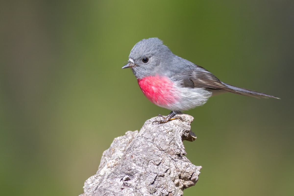 Rose Robin - ML618516576