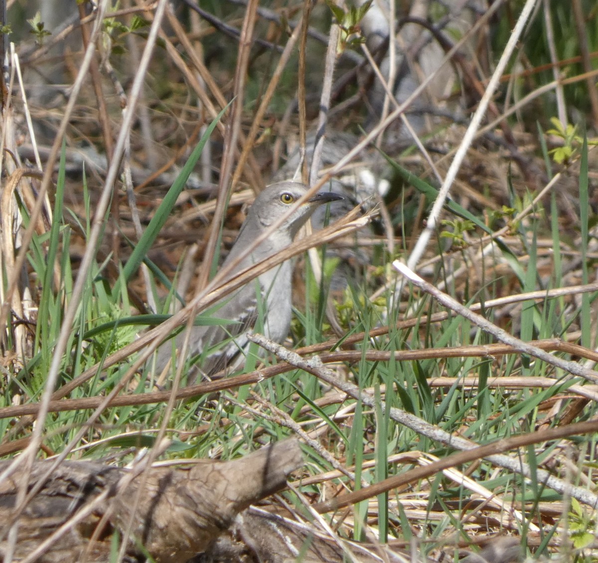 Northern Mockingbird - Sandra Bourque