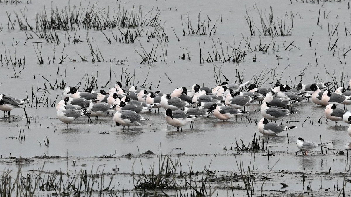 Franklin's Gull - ML618516634