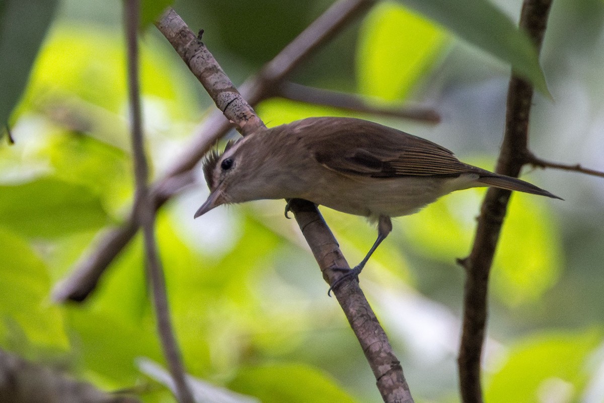 Kahverengi Vireo - ML618516638