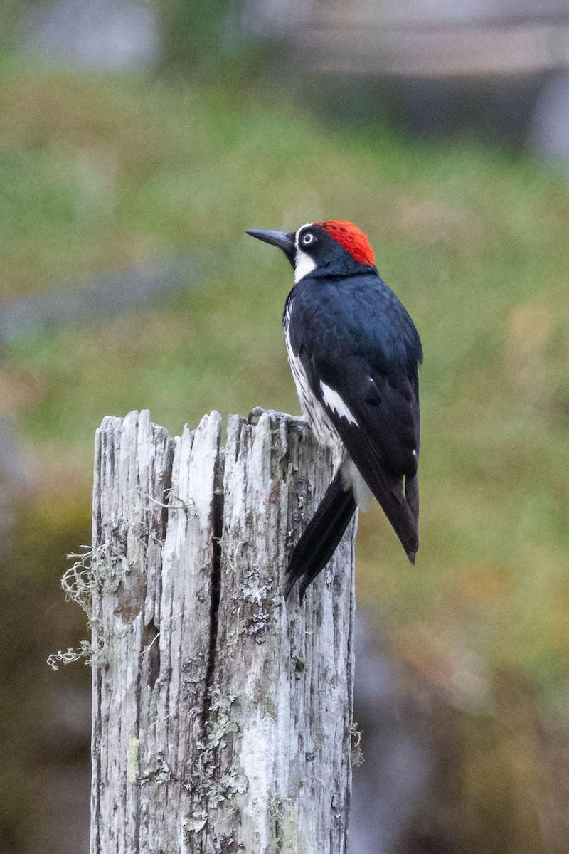 Acorn Woodpecker - ML618516656