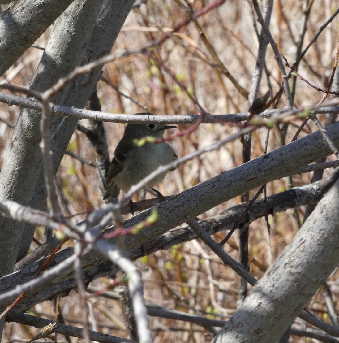 Ruby-crowned Kinglet - Sandra Bourque