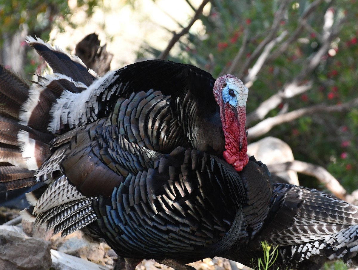 Wild Turkey - ML618516676