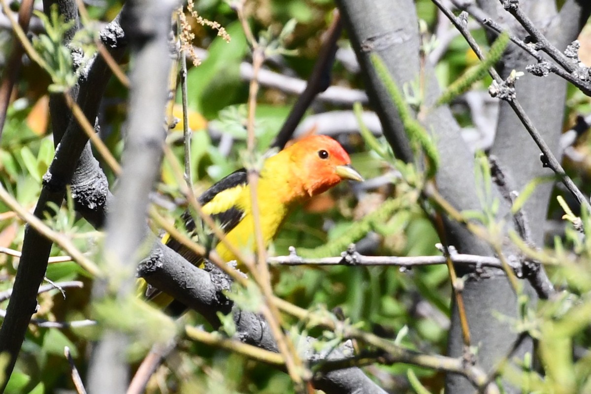 Western Tanager - Joshua Erdman