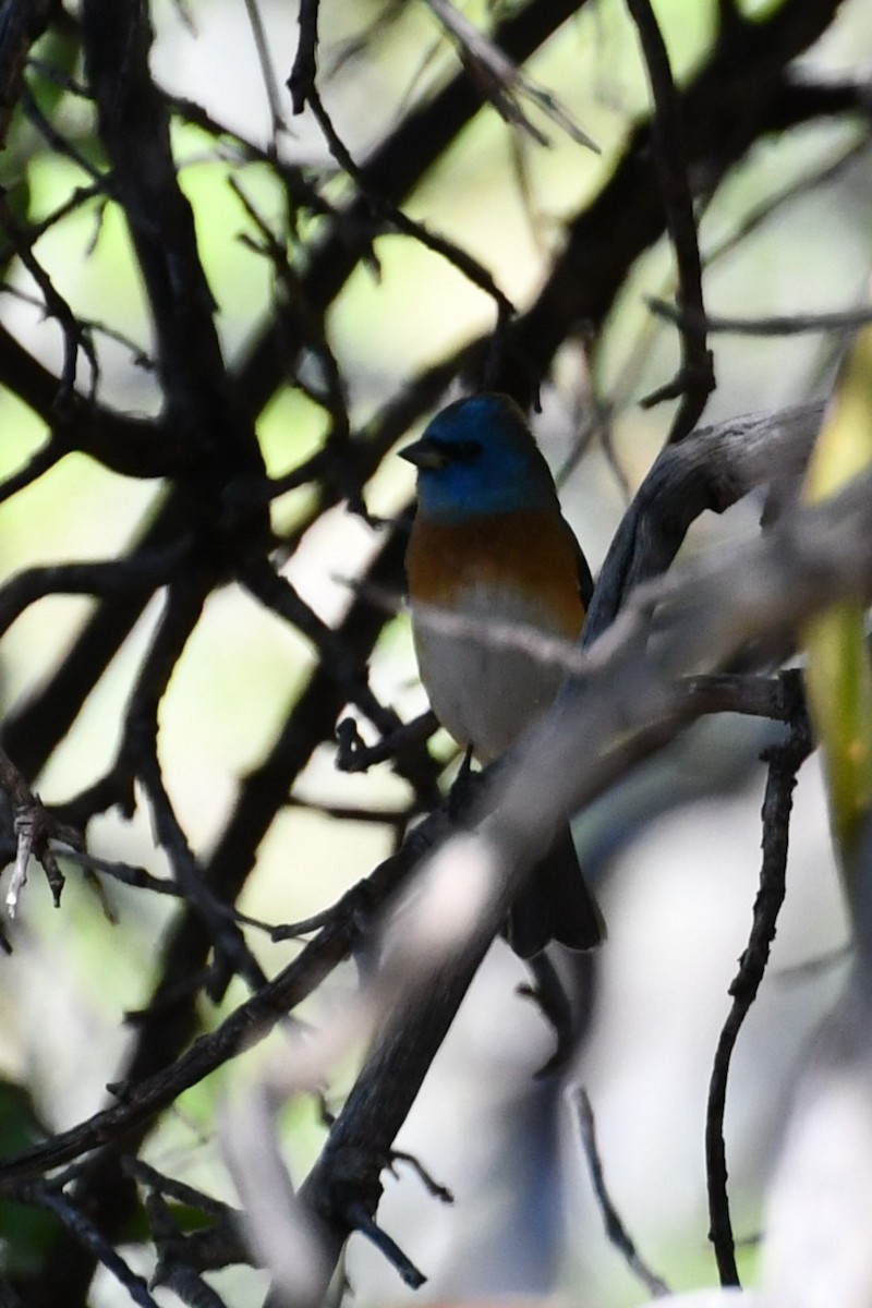 Lazuli Bunting - ML618516722