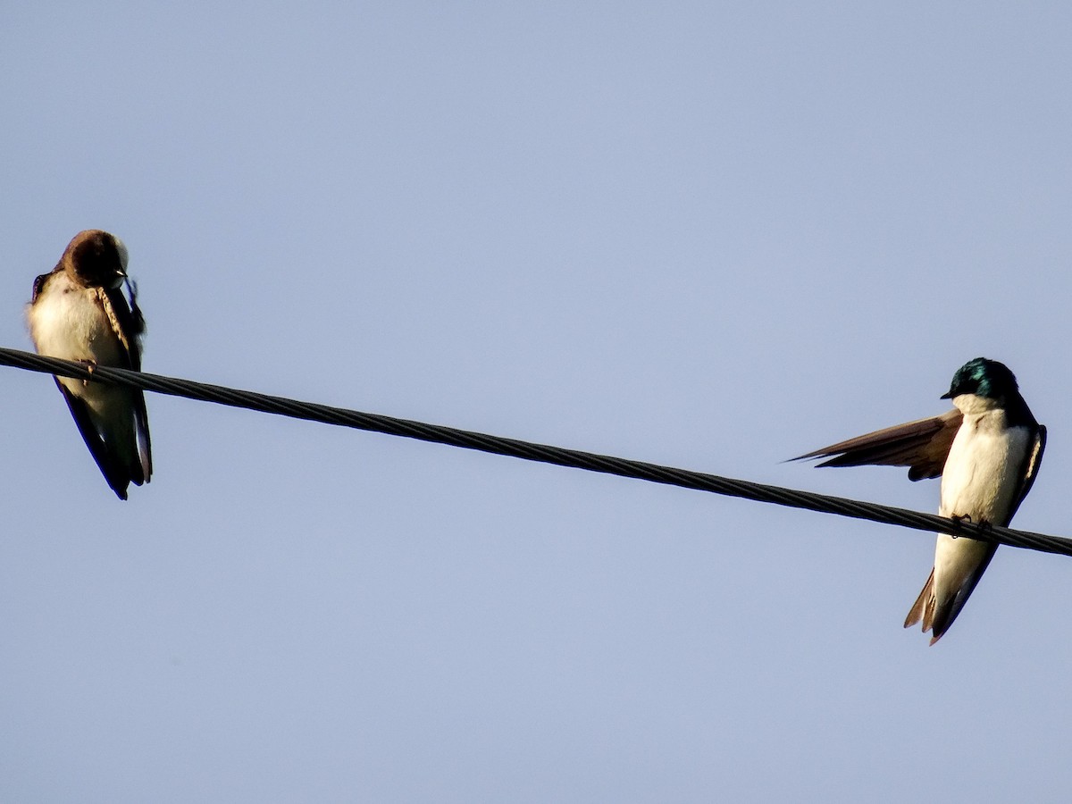 Tree Swallow - John Tollefson