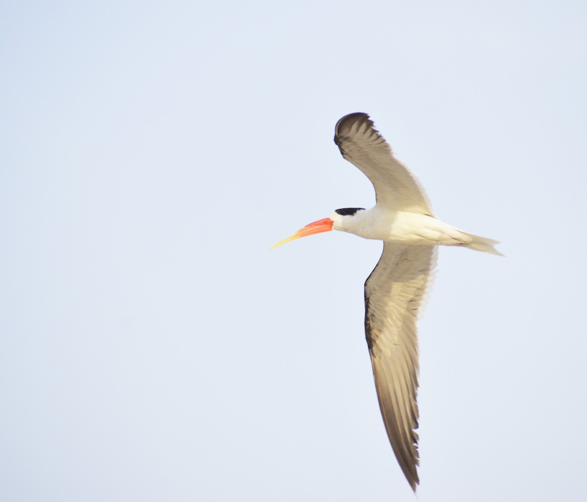 Indian Skimmer - ML618516725