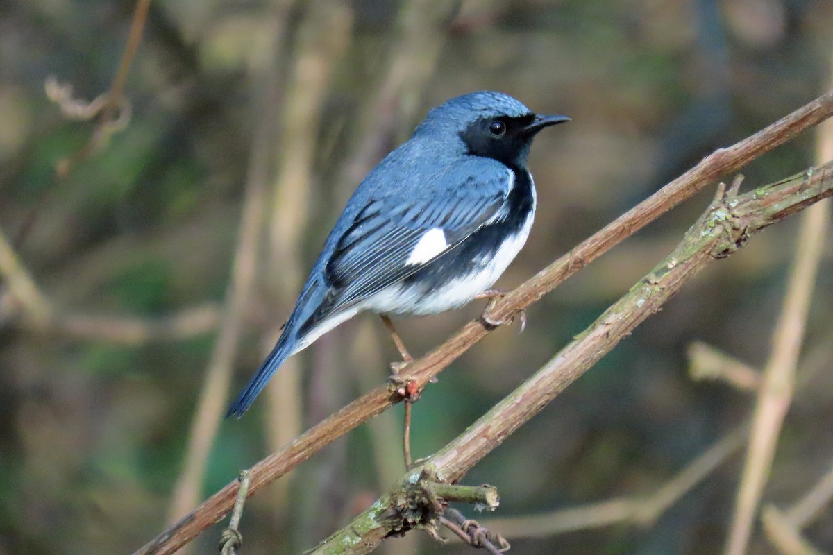 Black-throated Blue Warbler - Rob Palin