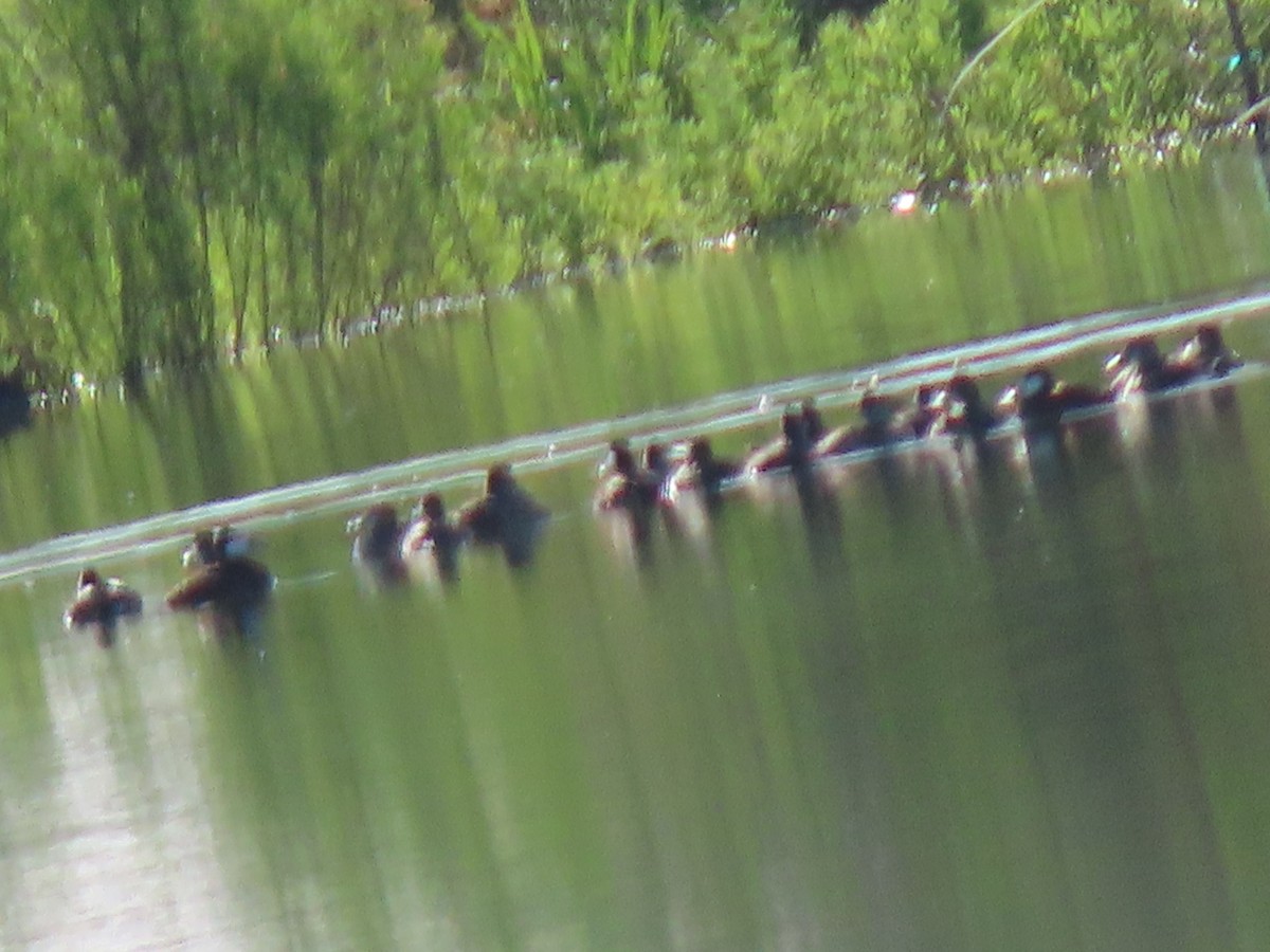 Ruddy Duck - ML618516754