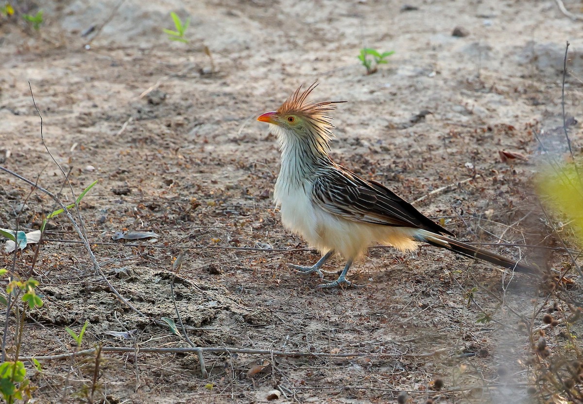 Guira Cuckoo - ML618516778