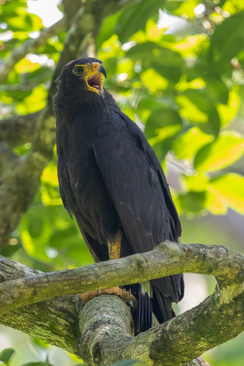 Common Black Hawk - Lutz Duerselen