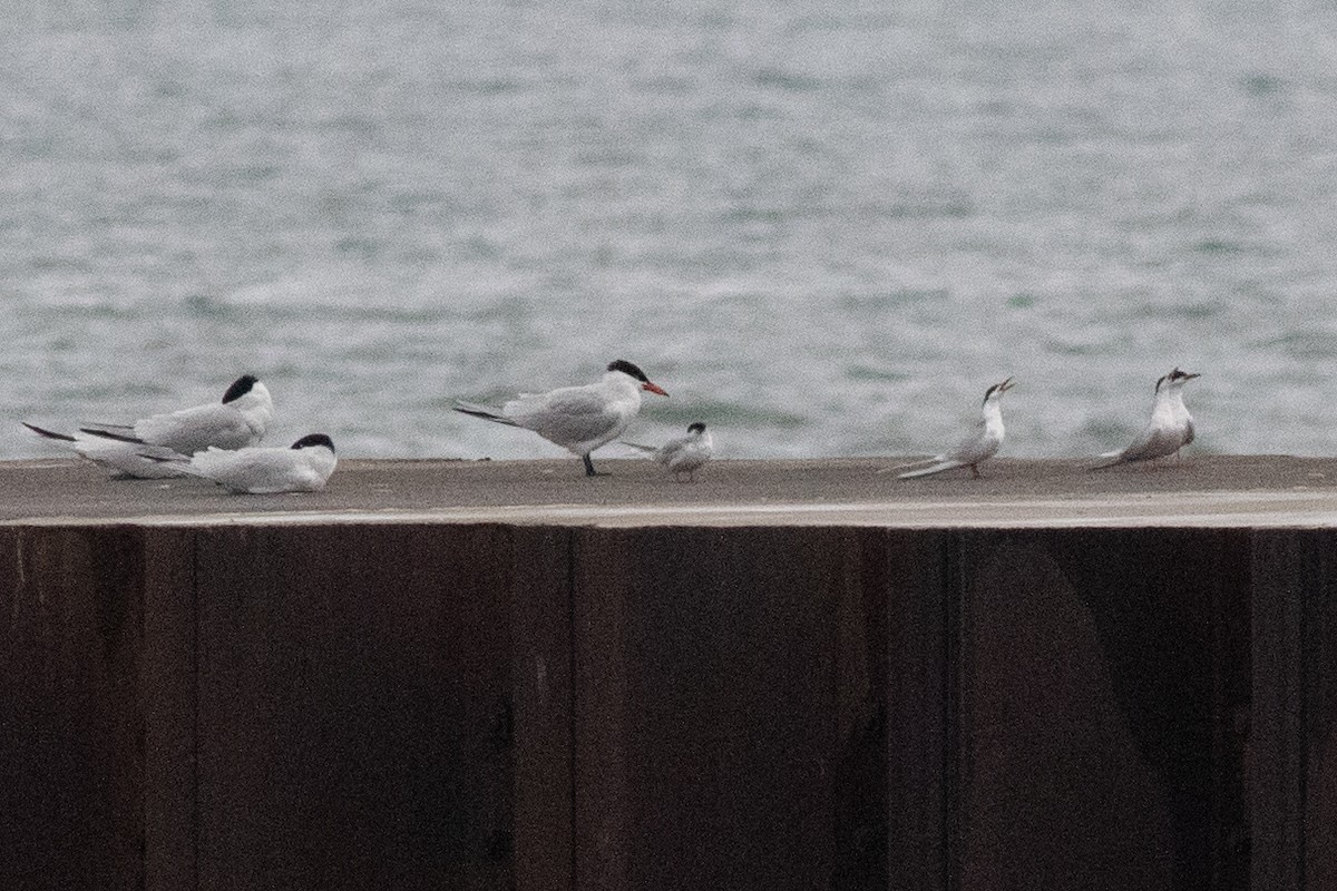 Forster's Tern - David Brown