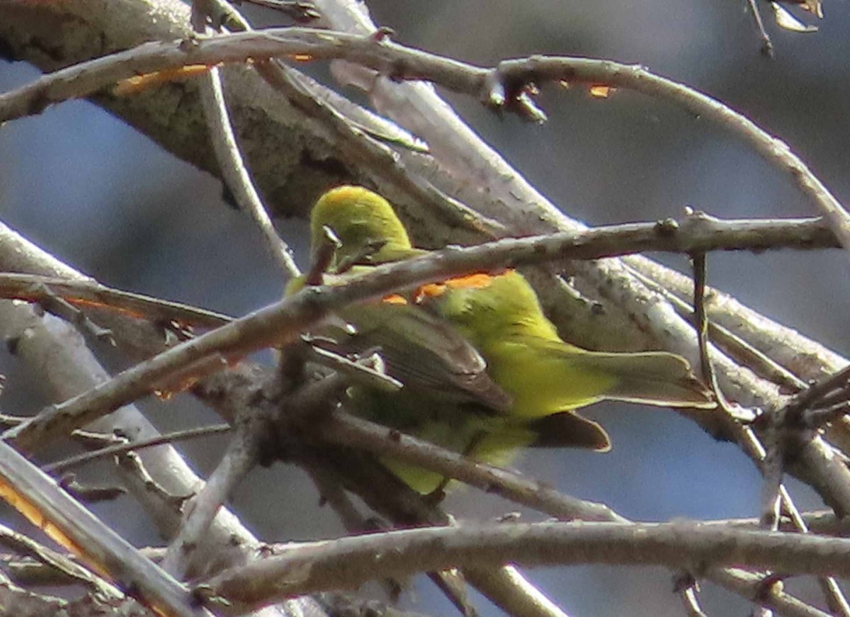 Orange-crowned Warbler - Sharon Hull