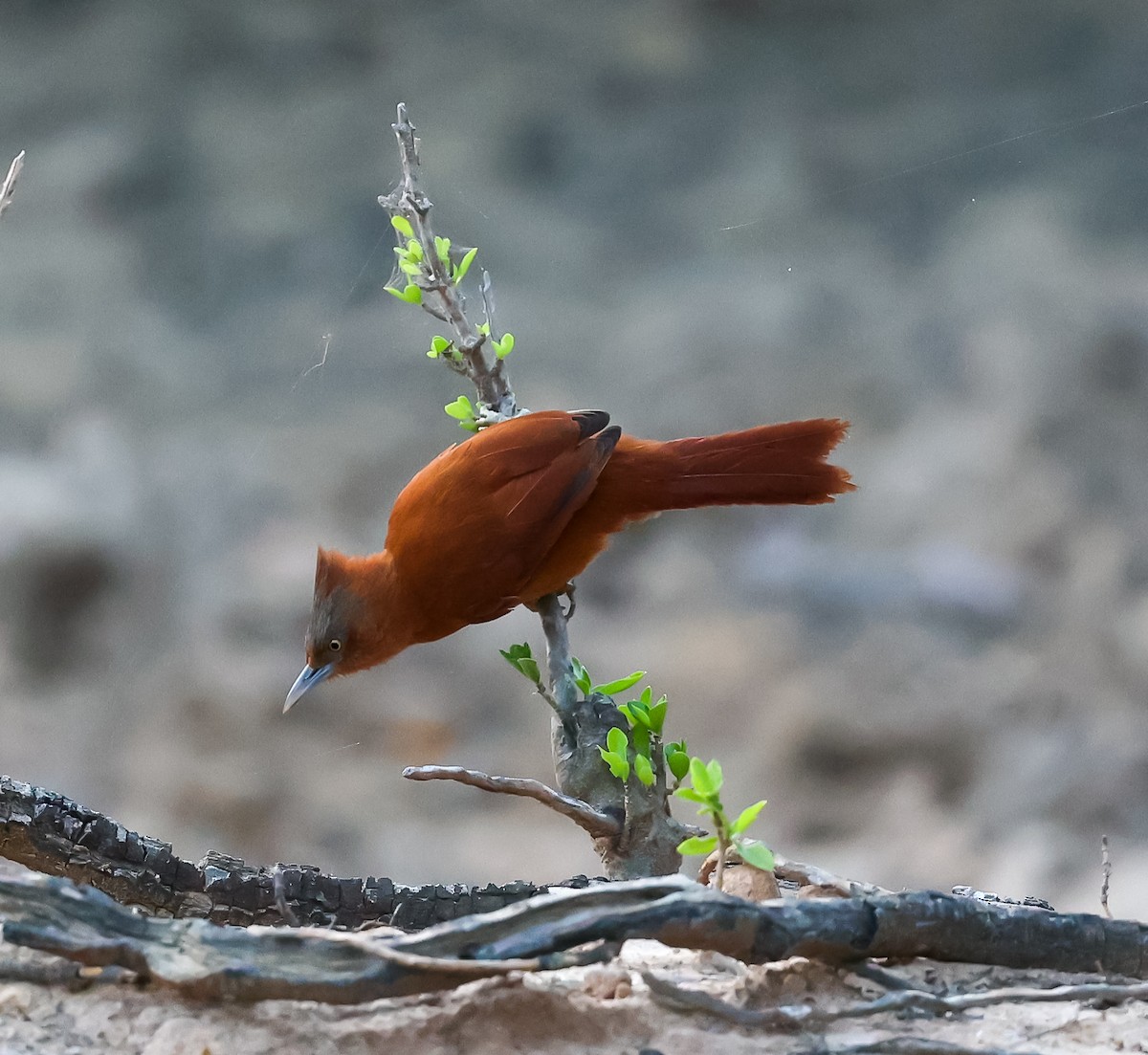 Rufous Cacholote - Carlos Roberto Chavarria