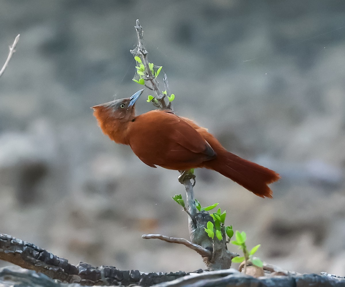 Rufous Cacholote - Carlos Roberto Chavarria