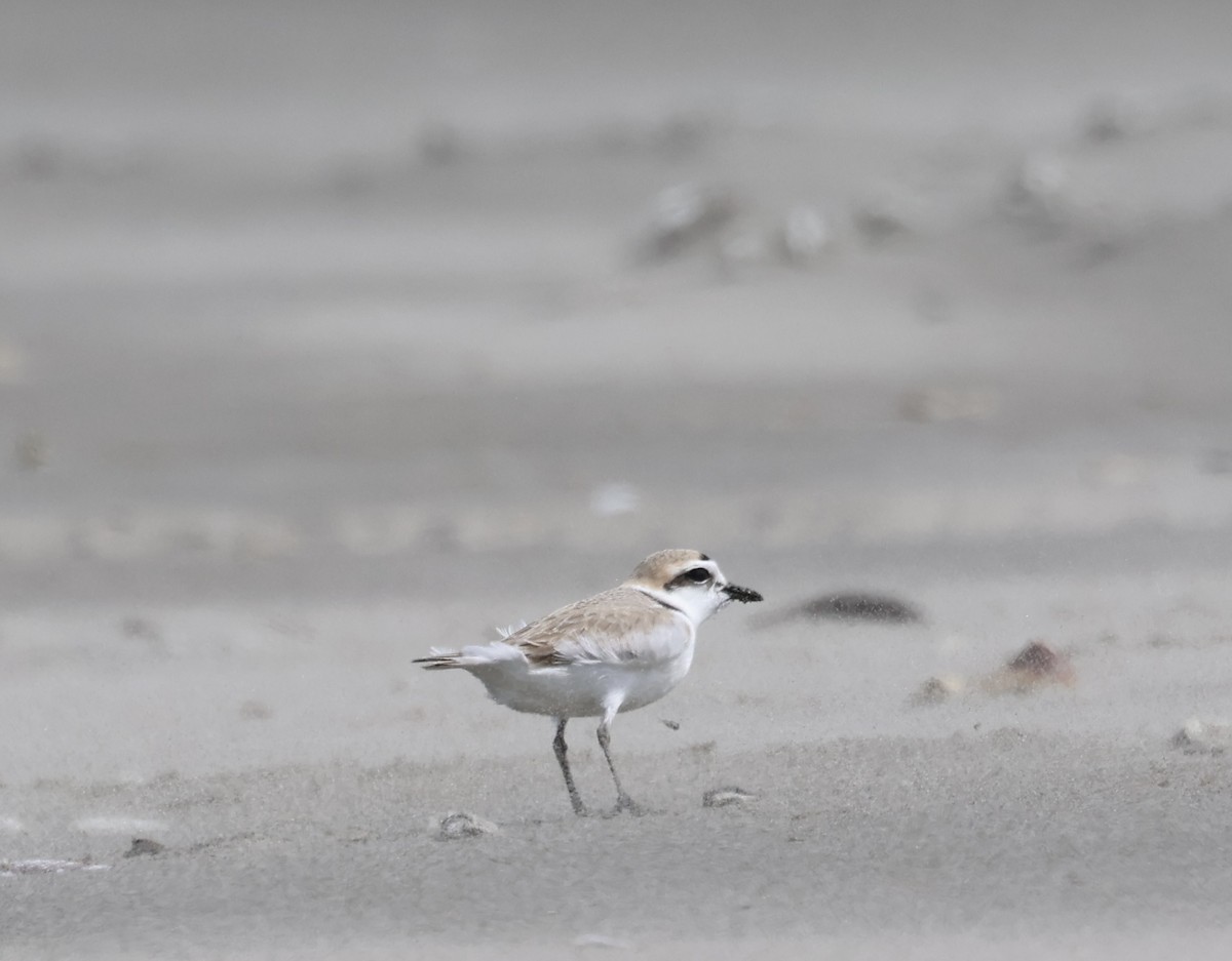 Snowy Plover - Kevin Murphy