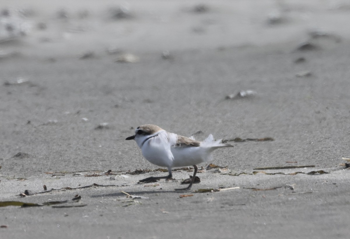 Snowy Plover - Kevin Murphy