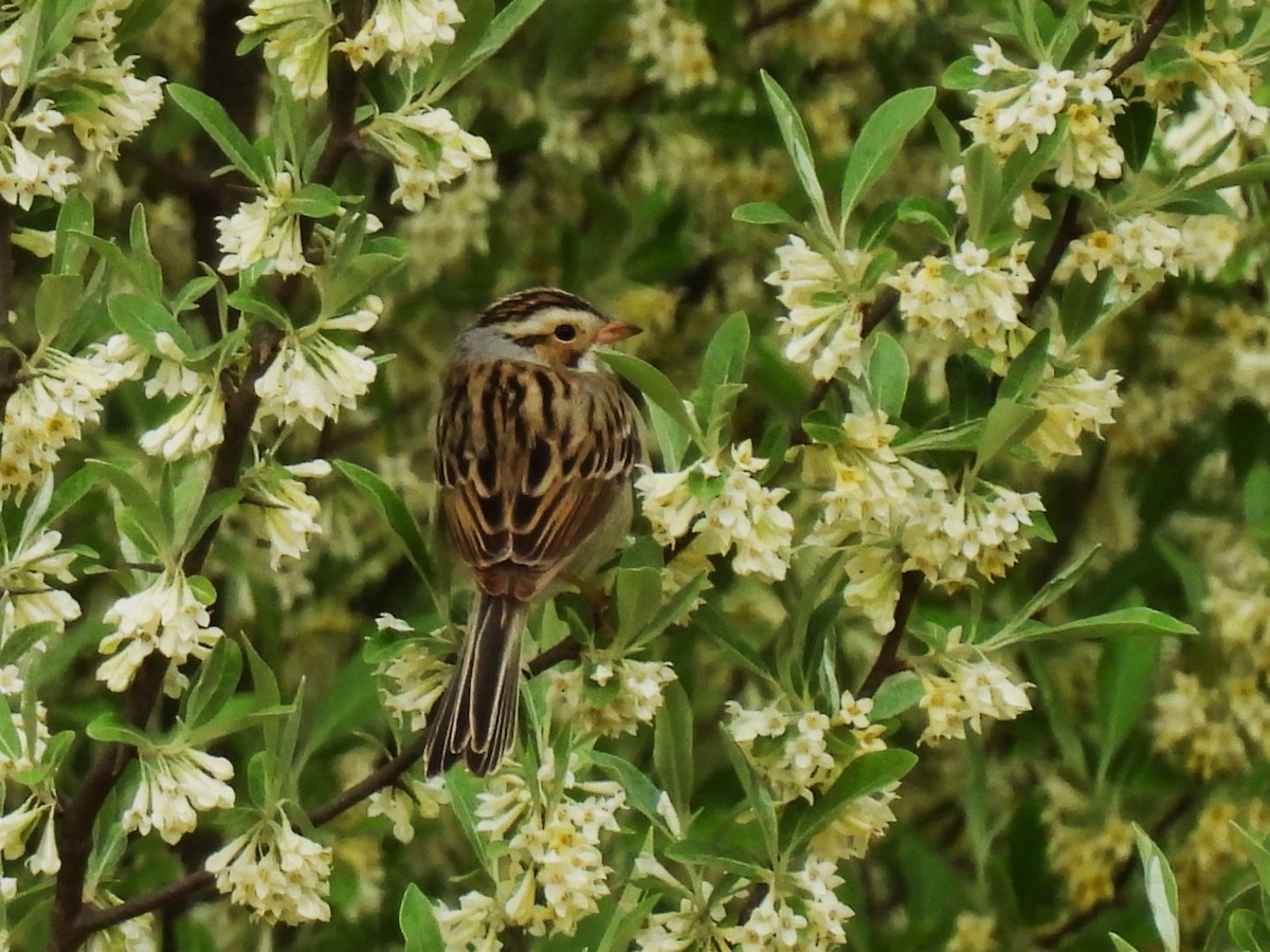 Clay-colored Sparrow - ML618516882