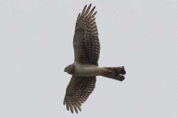 Northern Harrier - ML618516905