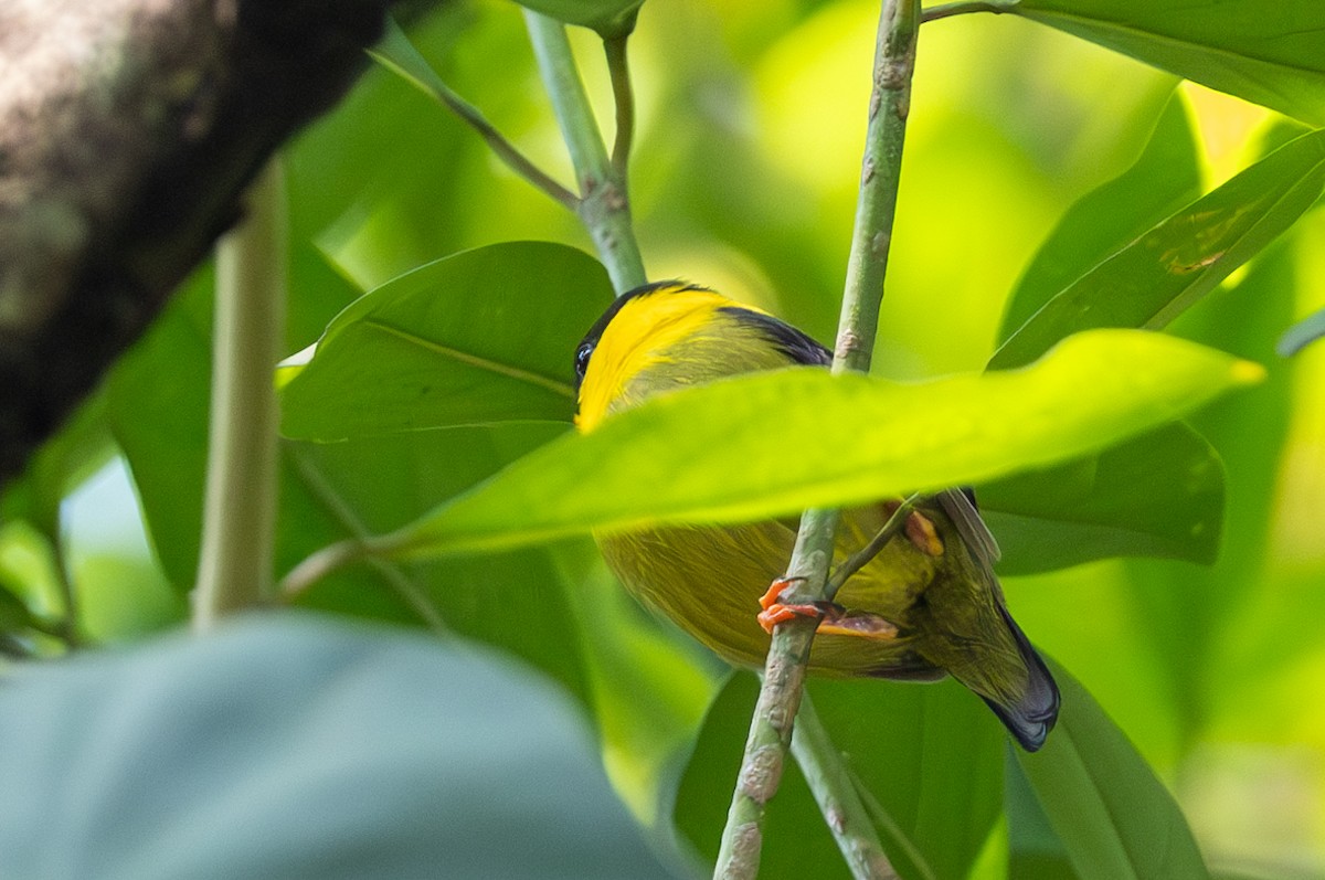 Golden-collared Manakin - Lutz Duerselen