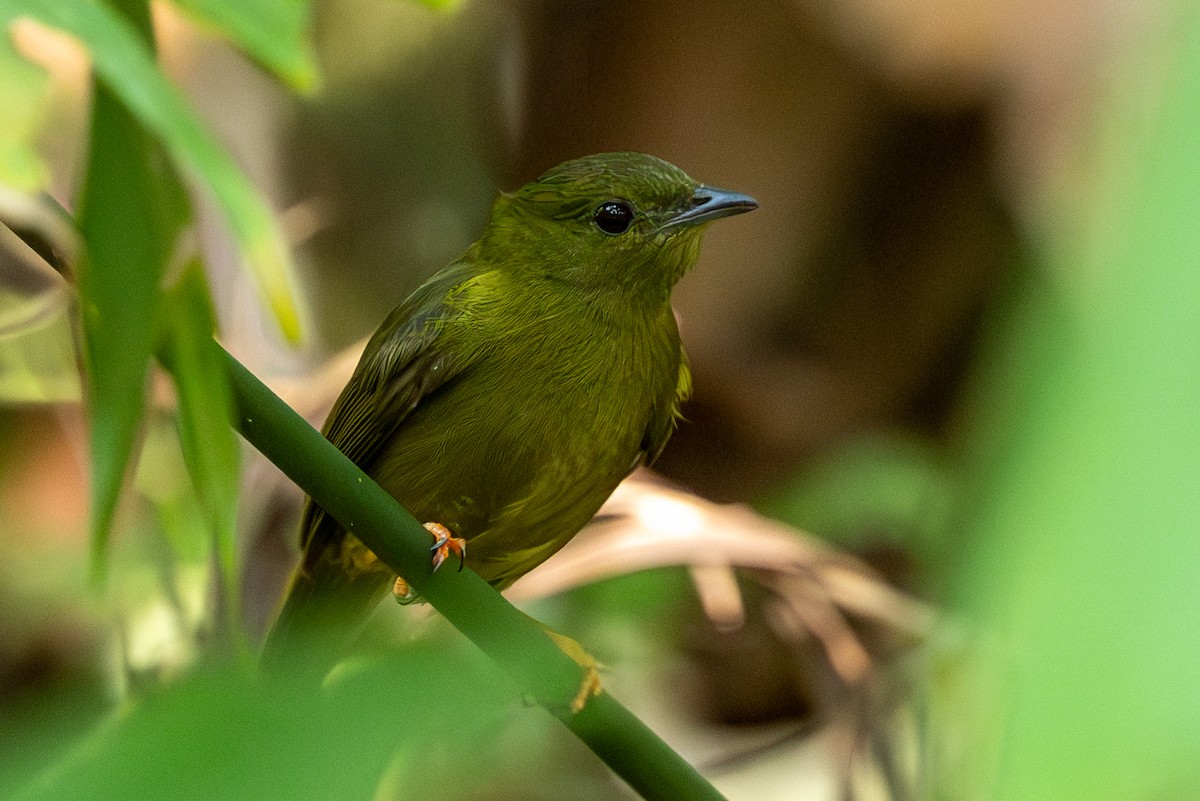 Golden-collared Manakin - ML618516909