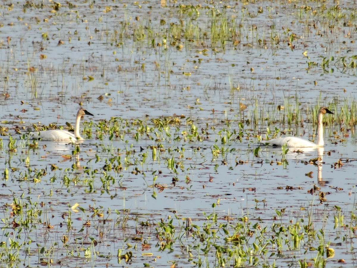 Trumpeter Swan - John Tollefson