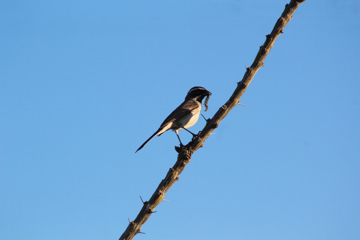 Black-throated Sparrow - ML618516915