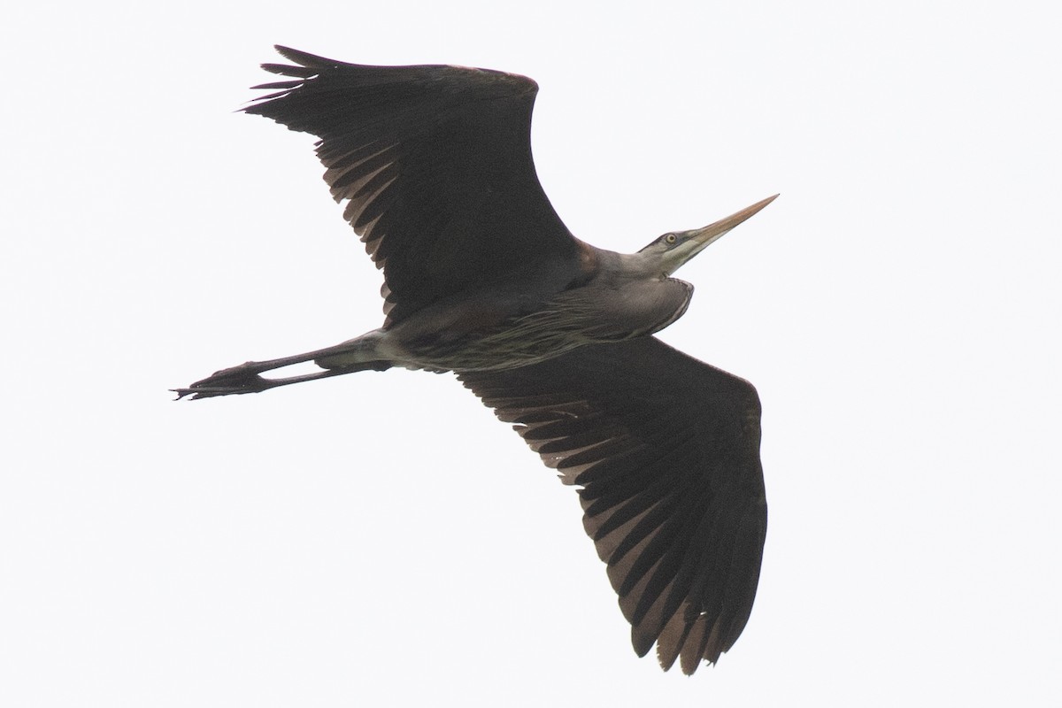 Great Blue Heron (Great Blue) - ML618516925