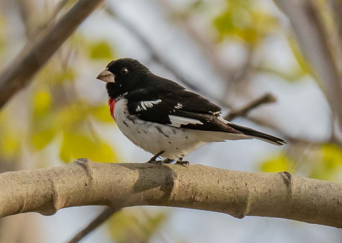 Rose-breasted Grosbeak - ismael chavez