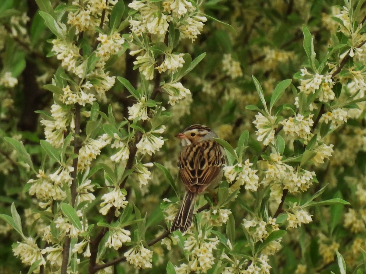 Clay-colored Sparrow - ML618516934