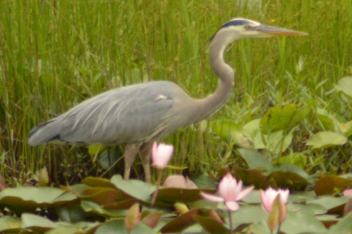 Great Blue Heron - ML618516944