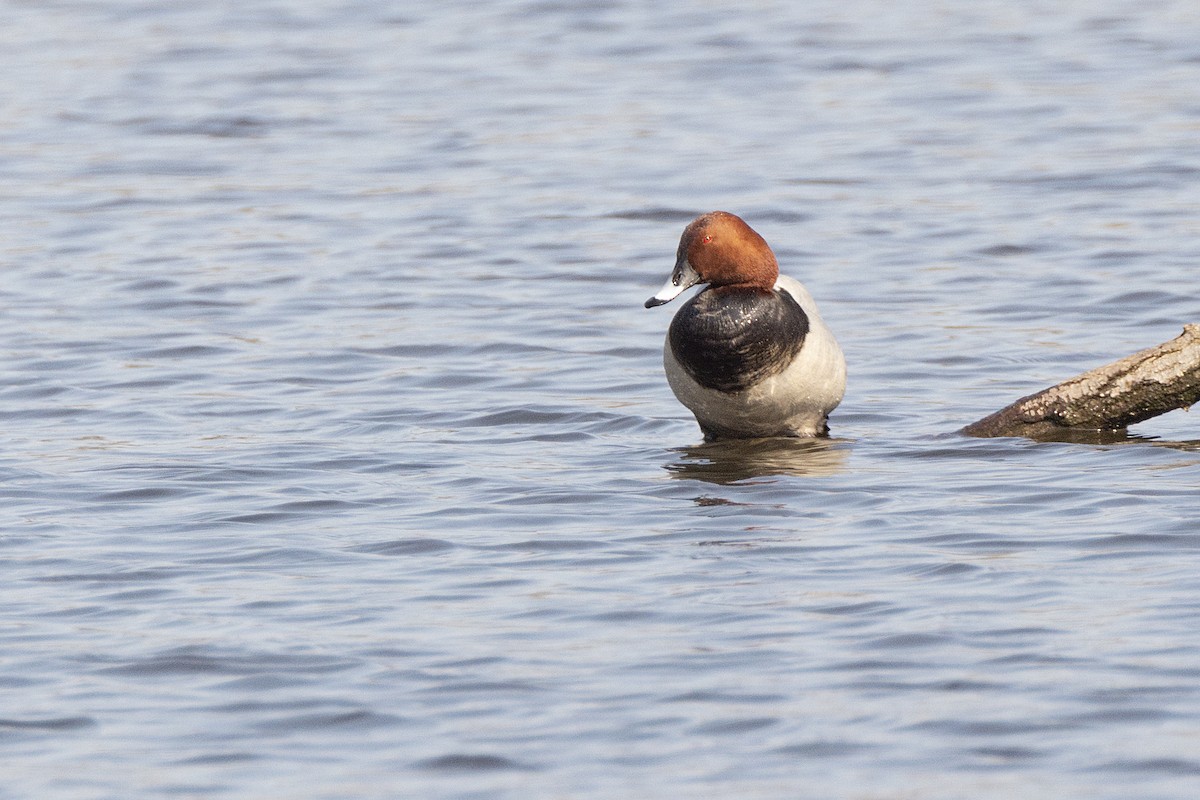 Common Pochard - ML618516949