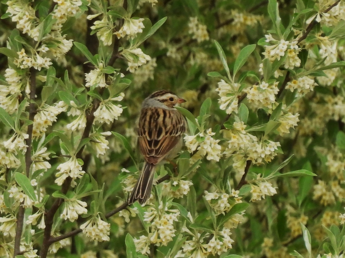 Clay-colored Sparrow - ML618516958