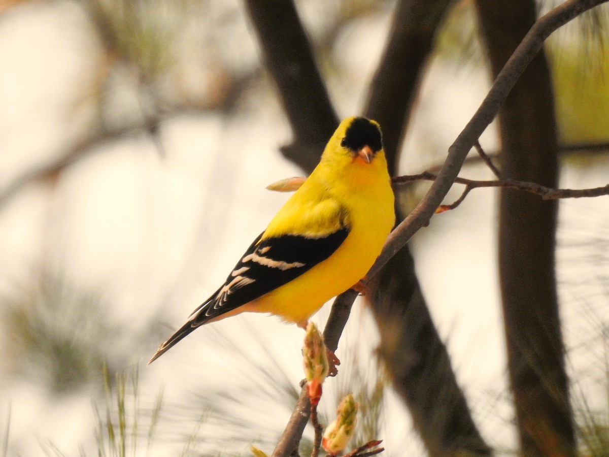 American Goldfinch - Don Hoppe