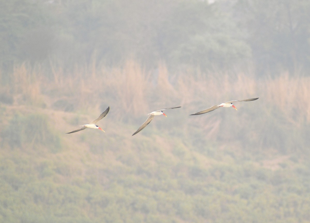 Indian Skimmer - Rajdeep Sarkar