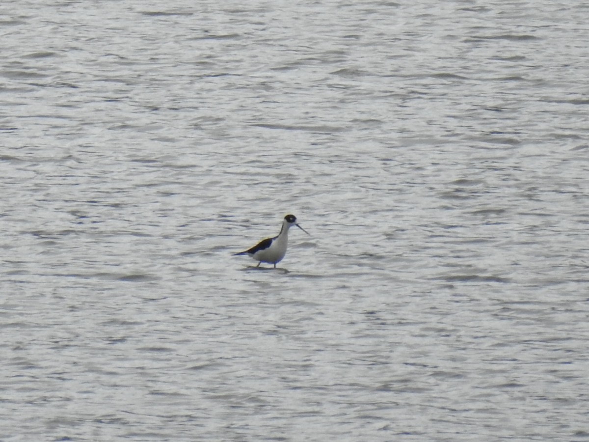 Black-necked Stilt - Peter Baker