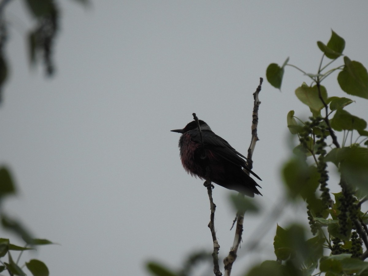 Lewis's Woodpecker - Peter Baker