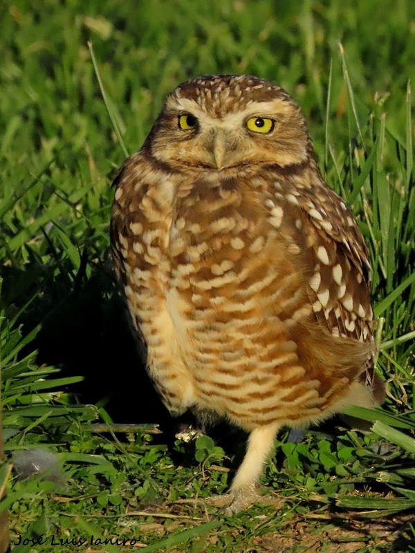 Burrowing Owl - José Luis Ianiro