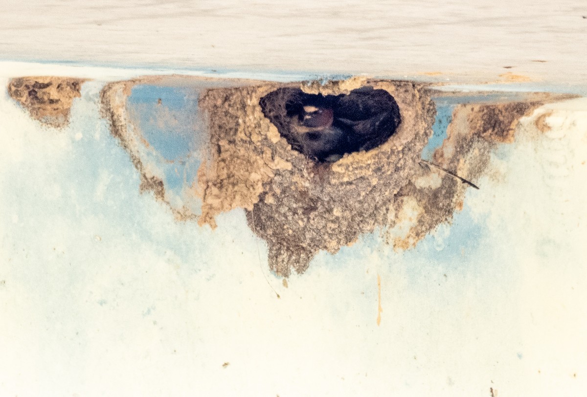 Cliff Swallow - cynthia mullens