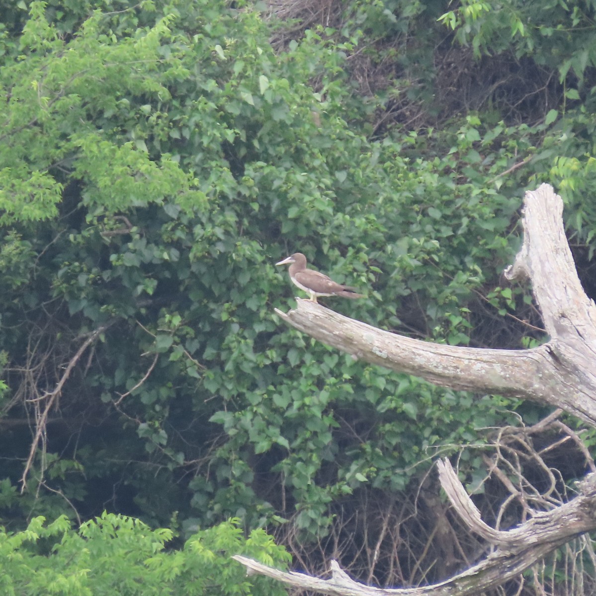 Brown Booby - ML618517051